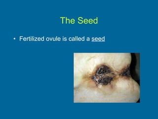 The Seed Fertilized ovule is called a  seed 