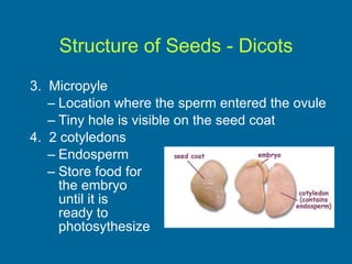 Structure of Seeds - Dicots 3.  Micropyle Location where the sperm entered the ovule Tiny hole is visible on the seed coat 4.  2 cotyledons Endosperm Store food for  the embryo  until it is  ready to  photosythesize 