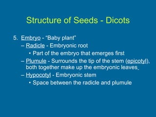 Structure of Seeds - Dicots 5.  Embryo  - “Baby plant” Radicle  - Embryonic root Part of the embryo that emerges first Plumule  - Surrounds the tip of the stem ( epicotyl ),  both together make up the embryonic leaves   Hypocotyl  - Embryonic stem Space between the radicle and plumule 
