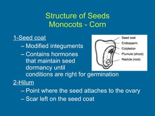 Structure of Seeds Monocots - Corn 1-Seed coat Modified integuments Contains hormones  that maintain seed  dormancy until  conditions are right for germination 2-Hilum Point where the seed attaches to the ovary Scar left on the seed coat 