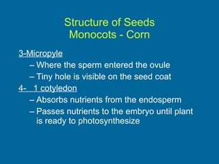Structure of Seeds Monocots - Corn 3-Micropyle Where the sperm entered the ovule Tiny hole is visible on the seed coat 4-  1 cotyledon Absorbs nutrients from the endosperm Passes nutrients to the embryo until plant is ready to photosynthesize 