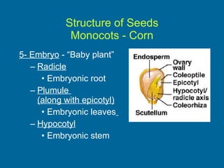 Structure of Seeds Monocots - Corn 5- Embryo  - “Baby plant” Radicle Embryonic root Plumule  (along with epicotyl) Embryonic leaves   Hypocotyl Embryonic stem 
