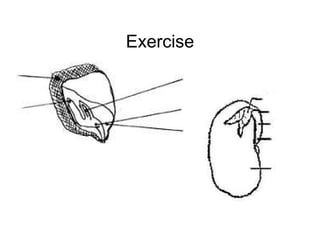 Exercise 