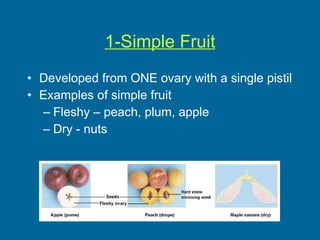 1-Simple Fruit Developed from ONE ovary with a single pistil Examples of simple fruit Fleshy – peach, plum, apple Dry - nuts 