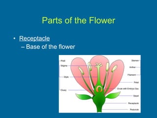 Parts of the Flower Receptacle Base of the flower 