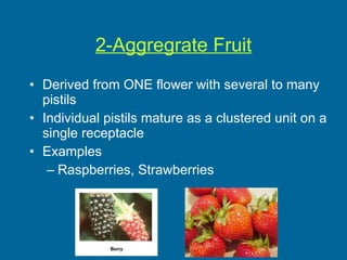 2-Aggregrate Fruit Derived from ONE flower with several to many pistils Individual pistils mature as a clustered unit on a single receptacle Examples Raspberries, Strawberries 