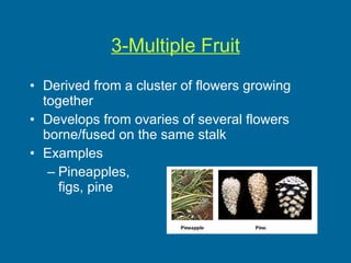 3-Multiple Fruit Derived from a cluster of flowers growing together Develops from ovaries of several flowers borne/fused on the same stalk Examples Pineapples,  figs, pine 