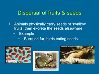 Dispersal of fruits & seeds Animals physically carry seeds or swallow fruits, then excrete the seeds elsewhere Example Burrs on fur, birds eating seeds 