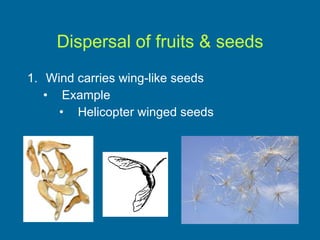Dispersal of fruits & seeds Wind carries wing-like seeds Example Helicopter winged seeds 