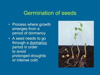 Germination of seeds Process where growth  emerges from a  period of dormancy A seed needs to go  through a  dormancy   period in order  to avoid  prolonged droughts  or intense cold 