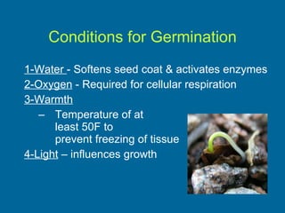 Conditions for Germination 1-Water  - Softens seed coat & activates enzymes 2-Oxygen  - Required for cellular respiration 3-Warmth Temperature of at  least 50F to  prevent freezing of tissue 4-Light  – influences growth 