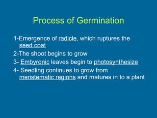 Process of Germination 1-Emergence of  radicle , which ruptures the  seed coat 2-The shoot begins to grow 3-  Embyronic  leaves begin to  photosynthesize 4- Seedling continues to grow from  meristematic regions  and matures in to a plant 