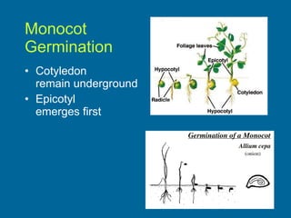 Monocot  Germination Cotyledon  remain underground Epicotyl  emerges first 
