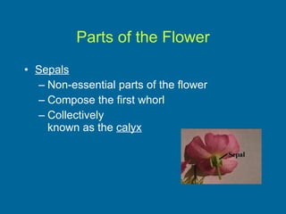 Parts of the Flower Sepals Non-essential parts of the flower Compose the first whorl Collectively  known as the  calyx 