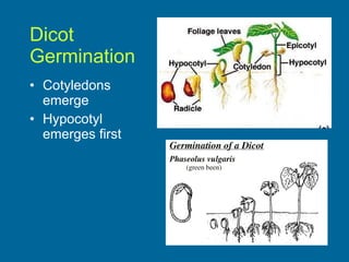 Dicot  Germination Cotyledons  emerge Hypocotyl  emerges first 