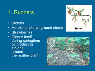 1. Runners Stolons Horizontal above-ground stems  Strawberries Clones itself  during springtime  by producing  stolons  around  the mother plant 