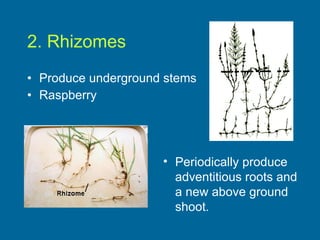 2. Rhizomes Produce underground stems   Raspberry Periodically produce  adventitious roots and  a new above ground shoot.    