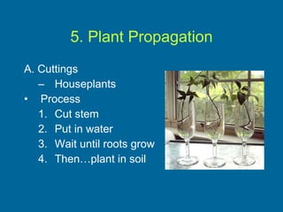 5. Plant Propagation A. Cuttings Houseplants Process Cut stem Put in water Wait until roots grow Then…plant in soil 