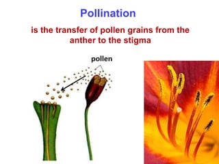 Plant reproduction | PPTX