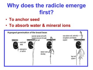 Plant reproduction | PPTX