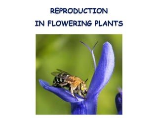 REPRODUCTION
IN FLOWERING PLANTS
 