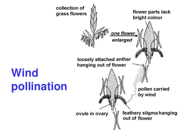 Plant Reproduction