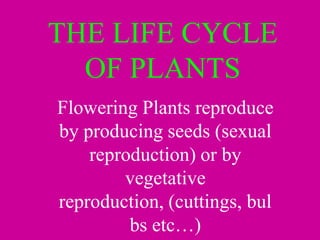 THE LIFE CYCLE
OF PLANTS
Flowering Plants reproduce
by producing seeds (sexual
reproduction) or by
vegetative
reproduction, (cuttings, bul
bs etc…)
 