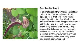 Putrid Insects Plant Reproduction | PPTX