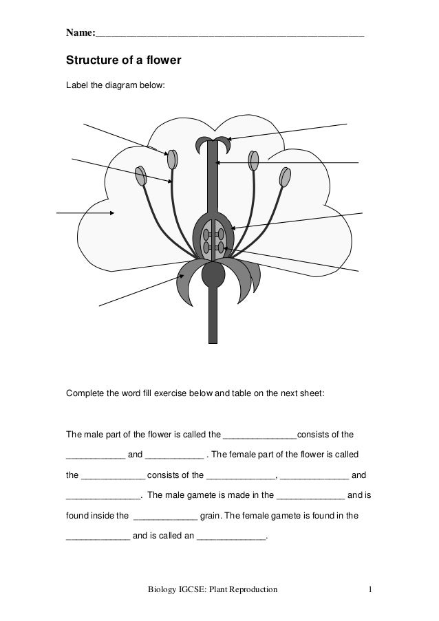 Flower Structure Worksheet Answers