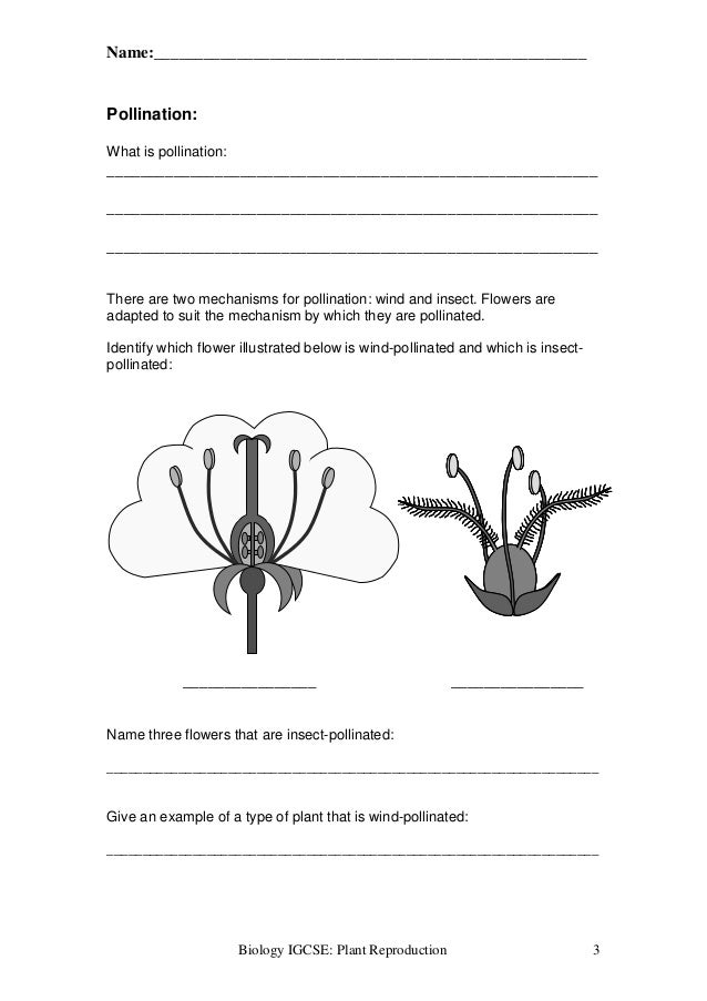 Structure Of A Flower Worksheet Answers Biology Igcse ...