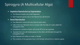 Spirogyra (A Multicellular Alga)
 Vegetative Reproduction by fragmentation
 The filament breaks into small fragments.
 Each fragment grows into a new filament by cell division
 Sexual Reproduction
 Two filaments come to lie very close to each other.
 Cells of the two filaments form a contact with the help of a tube called the
conjugation tube.
 Cytoplasmic contents of each cell round off to act as a gamete.
 Gamete from one cell (male) passes to the other cell (female) through the
conjugation tube.
 Each filament acts either as male or female.
 The contents of two gametes fuse in the female cell and form a diploid zygote
 