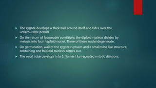  The zygote develops a thick wall around itself and tides over the
unfavourable period.
 On the return of favourable conditions the diploid nucleus divides by
meiosis into four haploid nuclei. Three of these nuclei degenerate.
 On germination, wall of the zygote ruptures and a small tube like structure,
containing one haploid nucleus comes out.
 The small tube develops into 1 filament by repeated mitotic divisions.
 