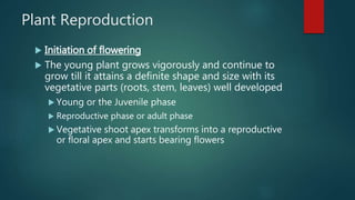 Plant Reproduction
 Initiation of flowering
 The young plant grows vigorously and continue to
grow till it attains a definite shape and size with its
vegetative parts (roots, stem, leaves) well developed
 Young or the Juvenile phase
 Reproductive phase or adult phase
 Vegetative shoot apex transforms into a reproductive
or floral apex and starts bearing flowers
 