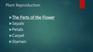 Plant Reproduction
The Parts of the Flower
Sepals
Petals
Carpel
Stamen
 
