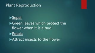 Plant Reproduction
Sepal:
Green leaves which protect the
flower when it is a bud
Petals:
Attract insects to the flower
 