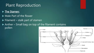Plant Reproduction
 The Stamen:
 Male Part of the flower
 Filament – stalk part of stamen
 Anther – Small bag on top of the filament contains
pollen
 