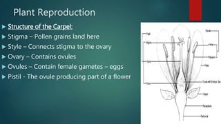 Plant Reproduction
 Structure of the Carpel:
 Stigma – Pollen grains land here
 Style – Connects stigma to the ovary
 Ovary – Contains ovules
 Ovules – Contain female gametes – eggs
 Pistil - The ovule producing part of a flower
 