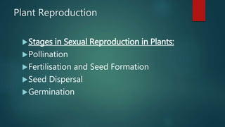 Plant Reproduction
Stages in Sexual Reproduction in Plants:
Pollination
Fertilisation and Seed Formation
Seed Dispersal
Germination
 
