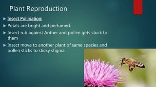 Plant Reproduction
 Insect Pollination:
 Petals are bright and perfumed.
 Insect rub against Anther and pollen gets stuck to
them
 Insect move to another plant of same species and
pollen sticks to sticky stigma
 