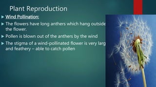 Plant Reproduction
 Wind Pollination:
 The flowers have long anthers which hang outside
the flower.
 Pollen is blown out of the anthers by the wind
 The stigma of a wind-pollinated flower is very large
and feathery – able to catch pollen
 