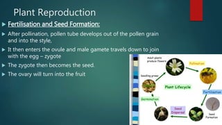 Plant Reproduction
 Fertilisation and Seed Formation:
 After pollination, pollen tube develops out of the pollen grain
and into the style,
 It then enters the ovule and male gamete travels down to join
with the egg – zygote
 The zygote then becomes the seed.
 The ovary will turn into the fruit
 