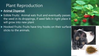Plant Reproduction
 Animal Dispersal:
 Edible Fruits: Animal eats fruit and eventually passes
the seed in its droppings, if seed falls in right place it
will grow into new plant
 Hooked Fruits: Fruits have tiny hooks on their surface,
sticks to the animals.
 