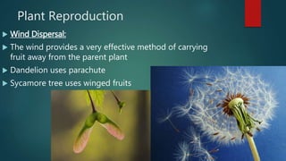 Plant Reproduction
 Wind Dispersal:
 The wind provides a very effective method of carrying
fruit away from the parent plant
 Dandelion uses parachute
 Sycamore tree uses winged fruits
 