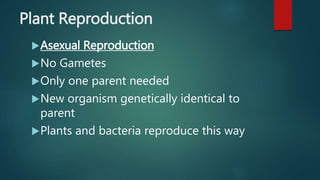Plant Reproduction
Asexual Reproduction
No Gametes
Only one parent needed
New organism genetically identical to
parent
Plants and bacteria reproduce this way
 