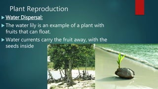 Plant Reproduction
 Water Dispersal:
 The water lily is an example of a plant with
fruits that can float.
 Water currents carry the fruit away, with the
seeds inside
 