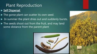 Plant Reproduction
 Self Dispersal:
 The gorse plant can scatter its own seed.
 In summer the plant dries out and suddenly bursts.
 The seeds shoot out from the fruit, and may land
some distance from the parent plant
 