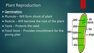 Plant Reproduction
 Germination:
 Plumule – Will form shoot of plant
 Radicle – Will become the root of the plant
 Testa – Protects the seed
 Food Store – Provides nourishment for the
young plan
 
