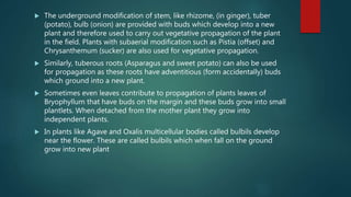  The underground modification of stem, like rhizome, (in ginger), tuber
(potato), bulb (onion) are provided with buds which develop into a new
plant and therefore used to carry out vegetative propagation of the plant
in the field. Plants with subaerial modification such as Pistia (offset) and
Chrysanthemum (sucker) are also used for vegetative propagation.
 Similarly, tuberous roots (Asparagus and sweet potato) can also be used
for propagation as these roots have adventitious (form accidentally) buds
which ground into a new plant.
 Sometimes even leaves contribute to propagation of plants leaves of
Bryophyllum that have buds on the margin and these buds grow into small
plantlets. When detached from the mother plant they grow into
independent plants.
 In plants like Agave and Oxalis multicellular bodies called bulbils develop
near the flower. These are called bulbils which when fall on the ground
grow into new plant
 