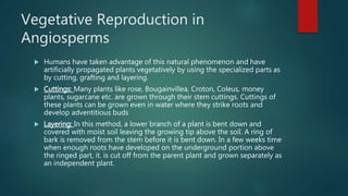 Vegetative Reproduction in
Angiosperms
 Humans have taken advantage of this natural phenomenon and have
artificially propagated plants vegetatively by using the specialized parts as
by cutting, grafting and layering.
 Cuttings: Many plants like rose, Bougainvillea, Croton, Coleus, money
plants, sugarcane etc. are grown through their stem cuttings. Cuttings of
these plants can be grown even in water where they strike roots and
develop adventitious buds
 Layering: In this method, a lower branch of a plant is bent down and
covered with moist soil leaving the growing tip above the soil. A ring of
bark is removed from the stem before it is bent down. In a few weeks time
when enough roots have developed on the underground portion above
the ringed part, it. is cut off from the parent plant and grown separately as
an independent plant.
 