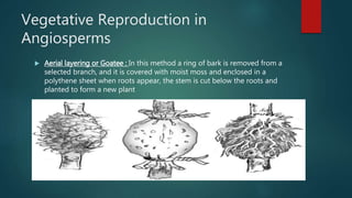Vegetative Reproduction in
Angiosperms
 Aerial layering or Goatee : In this method a ring of bark is removed from a
selected branch, and it is covered with moist moss and enclosed in a
polythene sheet when roots appear, the stem is cut below the roots and
planted to form a new plant
 